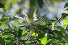 Quintinia verdonii