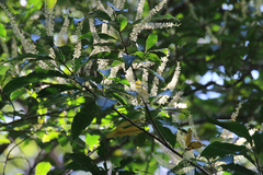 Quintinia verdonii