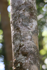 Quintinia verdonii