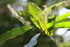 Quintinia verdonii