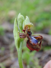 Ophrys speculum speculum