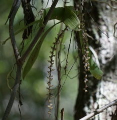 Peristeranthus hillii