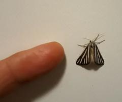 Pseudomaenas alcidata