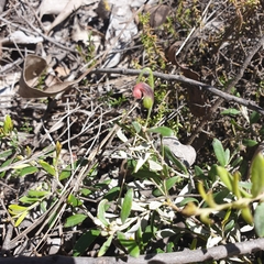 Grevillea montana, photograph (c) Shelomi Doyle, some rights reserved (CC BY)