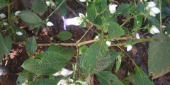 Strobilanthes heyneana