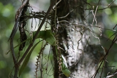 Peristeranthus hillii