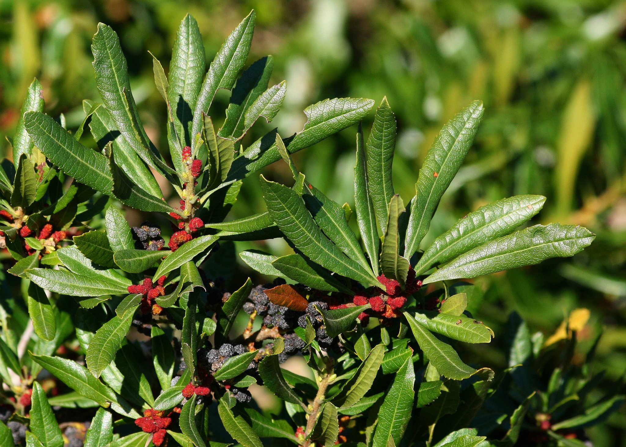 Morella californica