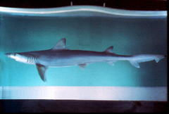 Blacktip Topeshark photo 1