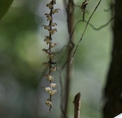 Peristeranthus hillii