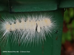 Calliteara horsfieldii
