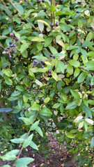 Ligustrum vulgare