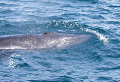 Balaenoptera edeni brydei