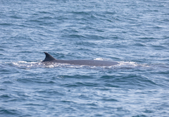 Balaenoptera edeni brydei