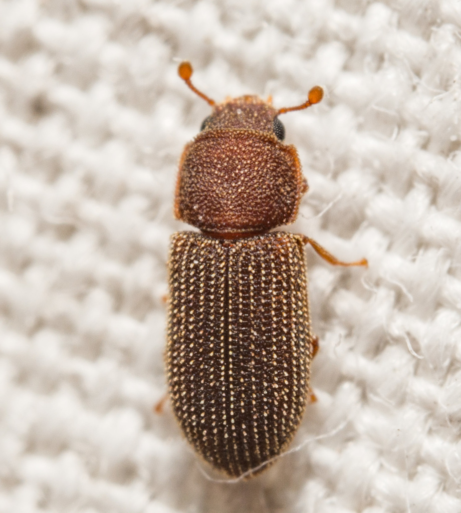 Synchita fuliginosa