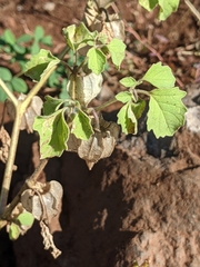 Physalis neomexicana