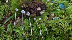 Mycena clavicularis