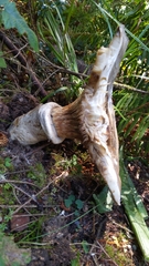 Catathelasma