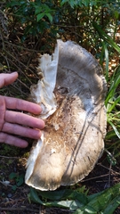 Catathelasma