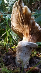 Catathelasma