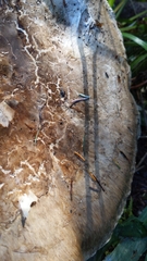 Catathelasma