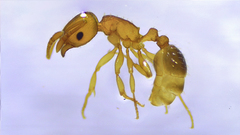 Tetramorium simillimum