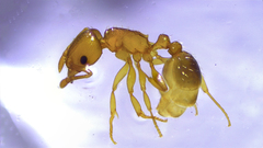 Tetramorium simillimum