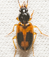 Badister elegans
