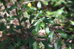 Petalostigma triloculare