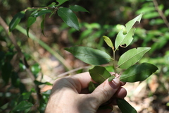 Petalostigma triloculare