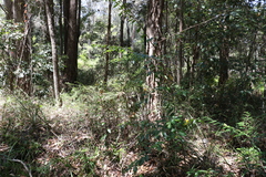 Petalostigma triloculare