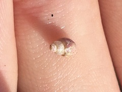 Eulithidium