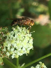 Hammerschmidtia rufa
