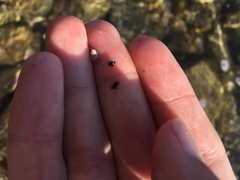 Eulithidium
