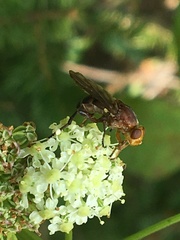 Hammerschmidtia rufa