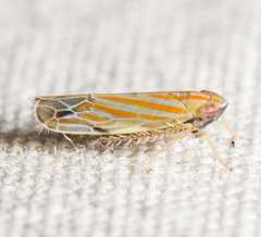 Deltanus texanus