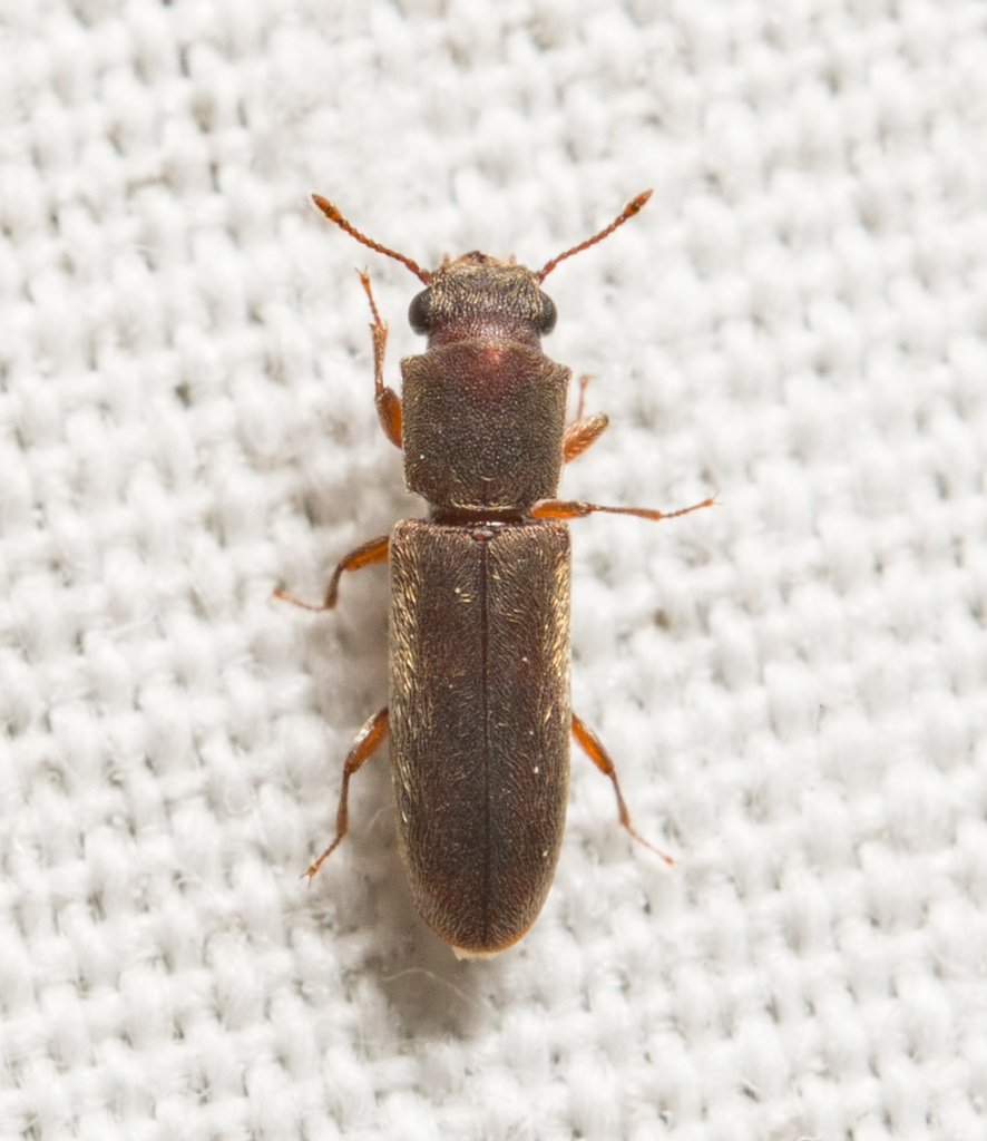 Velvety Powder-post Beetle