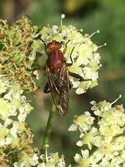 Hammerschmidtia rufa