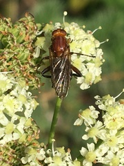 Hammerschmidtia rufa
