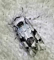 Emarginea percara