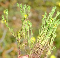 Rhynchopsidium sessiliflorum