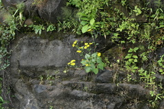 Senecio bombayensis