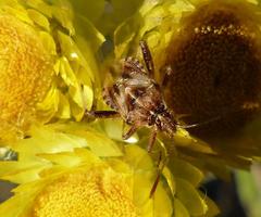 Stictopleurus scutellaris