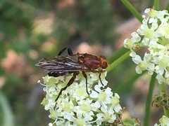 Hammerschmidtia rufa