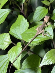 Calotes emma
