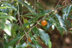 Petalostigma triloculare