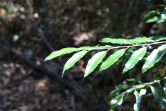 Petalostigma triloculare