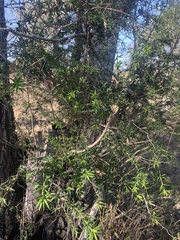 Alyxia ruscifolia