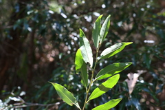 Petalostigma triloculare