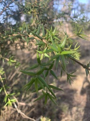 Alyxia ruscifolia