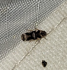 Catonia cinctifrons